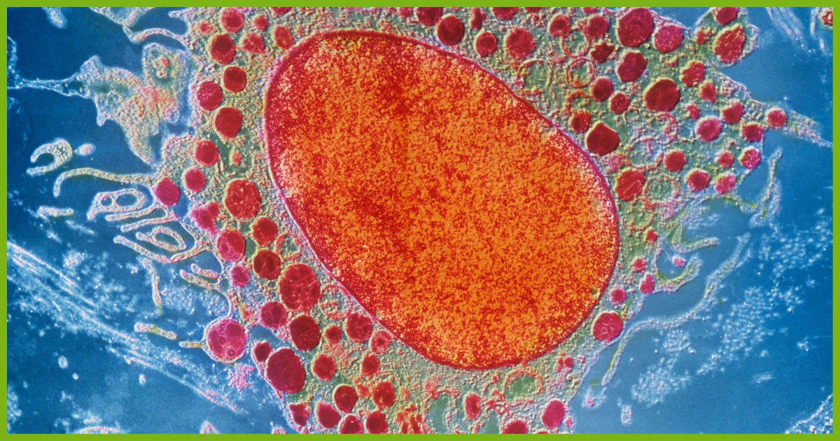 photo of cells with green border