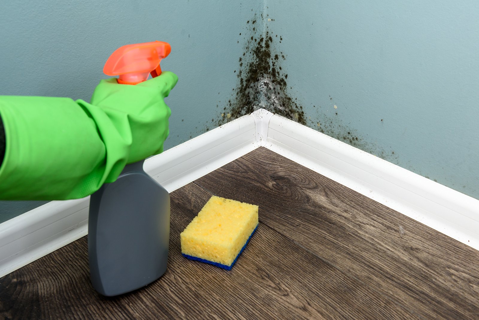 Mold Matters: Understanding, Preventing, and Improving Mold-Related Health Issues