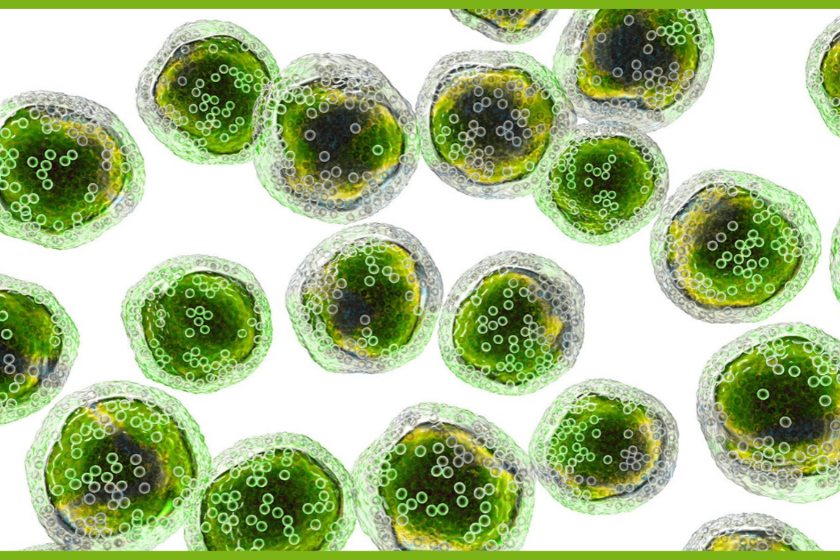Mast Cells